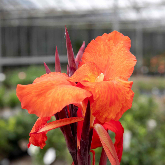 Canna 'Tropicana Black'