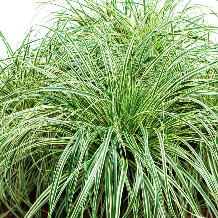 Carex 'Evercream Grass'