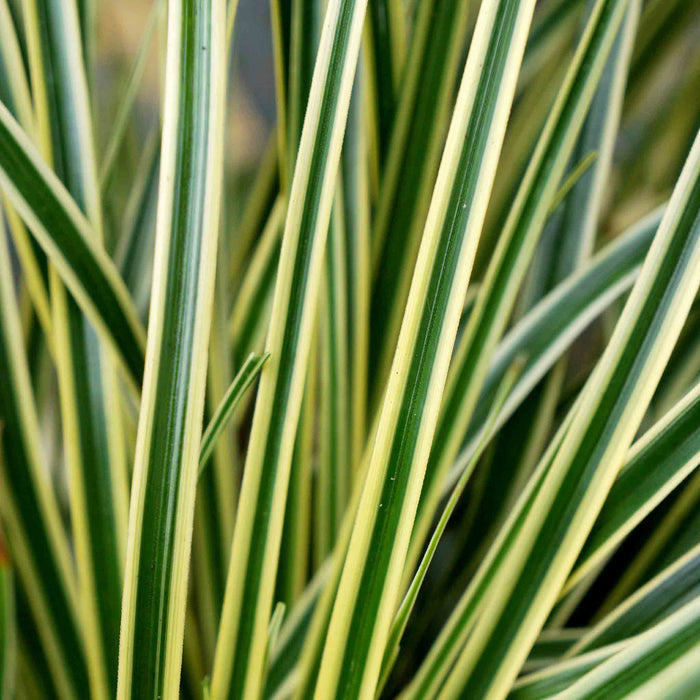 Carex 'Evercream Grass'