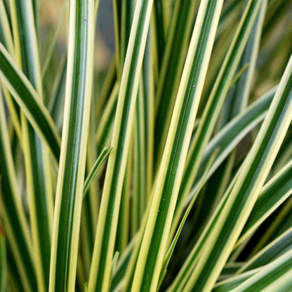 Carex 'Evercream Grass'
