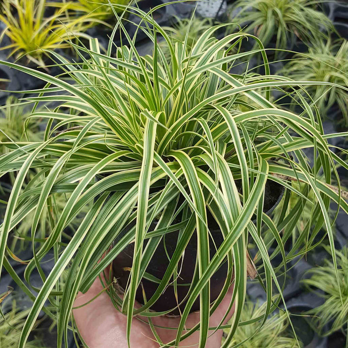 Carex 'Evercream Grass'