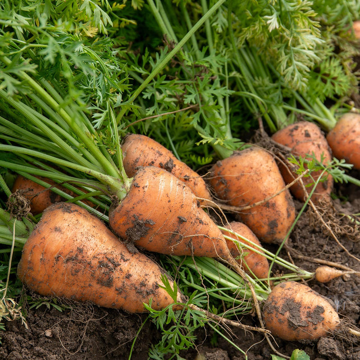 Carrot 'Chantenay'
