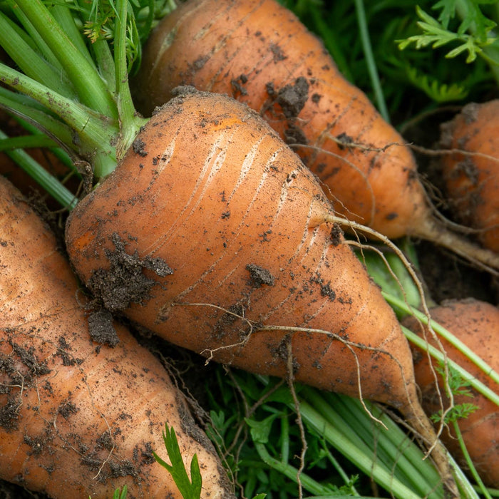 Carrot 'Chantenay'