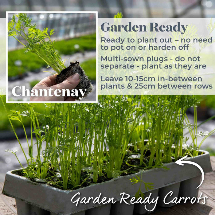 Carrot 'Chantenay'