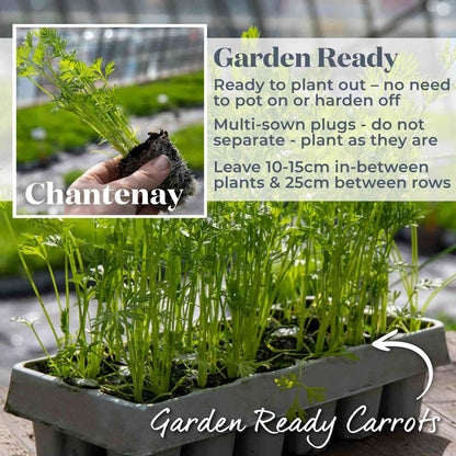 Carrot 'Chantenay'