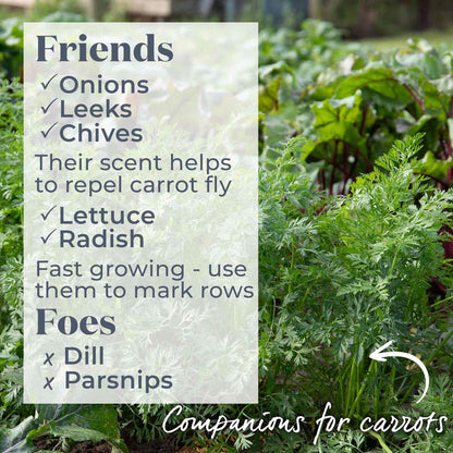Carrot 'Chantenay'