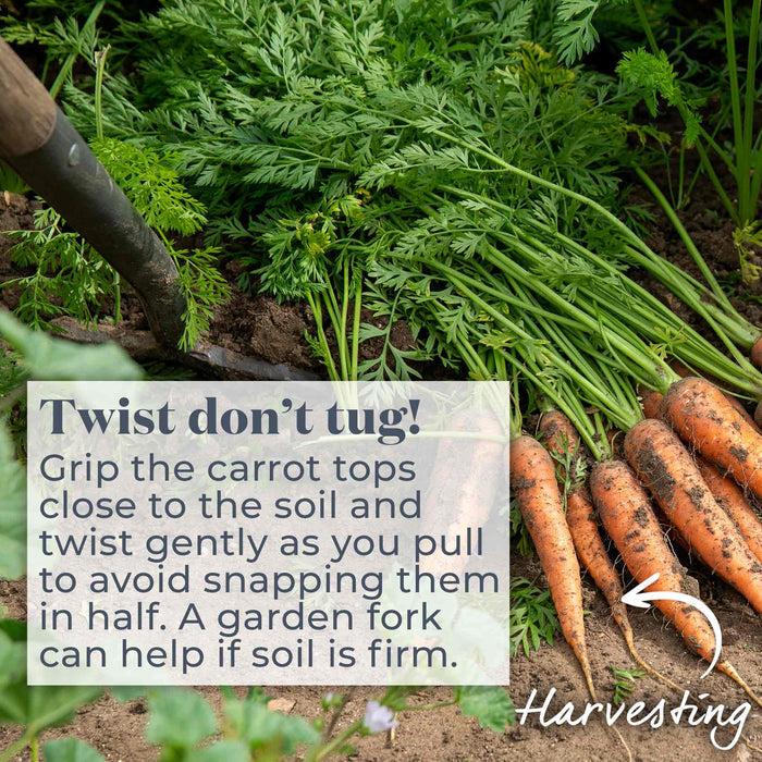 Carrot 'Chantenay'
