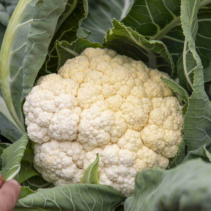 Cauliflower 'Amsterdam'