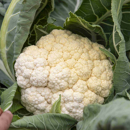 Cauliflower 'Amsterdam'