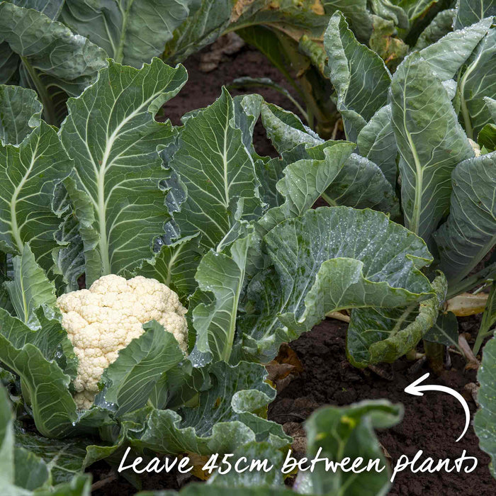 Cauliflower 'Amsterdam'