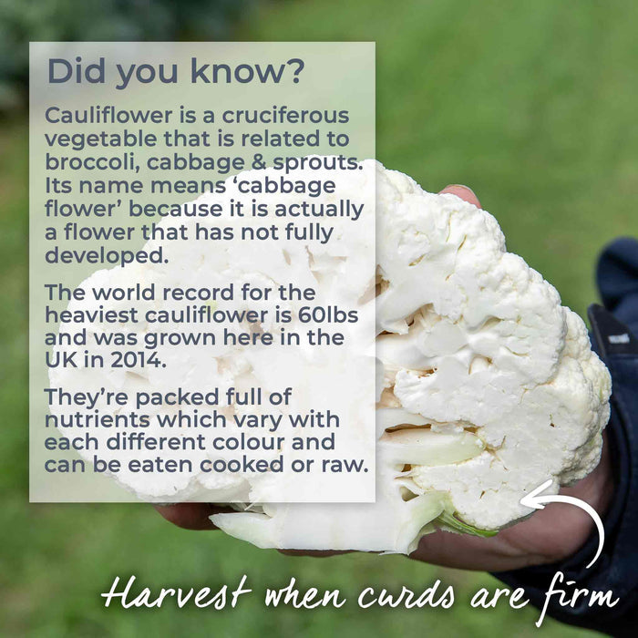 Cauliflower 'Amsterdam'