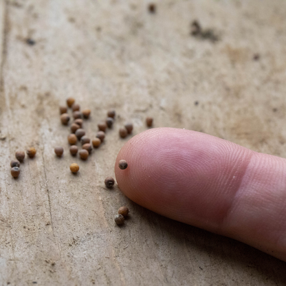 Cauliflower Seeds 'Fioretto'