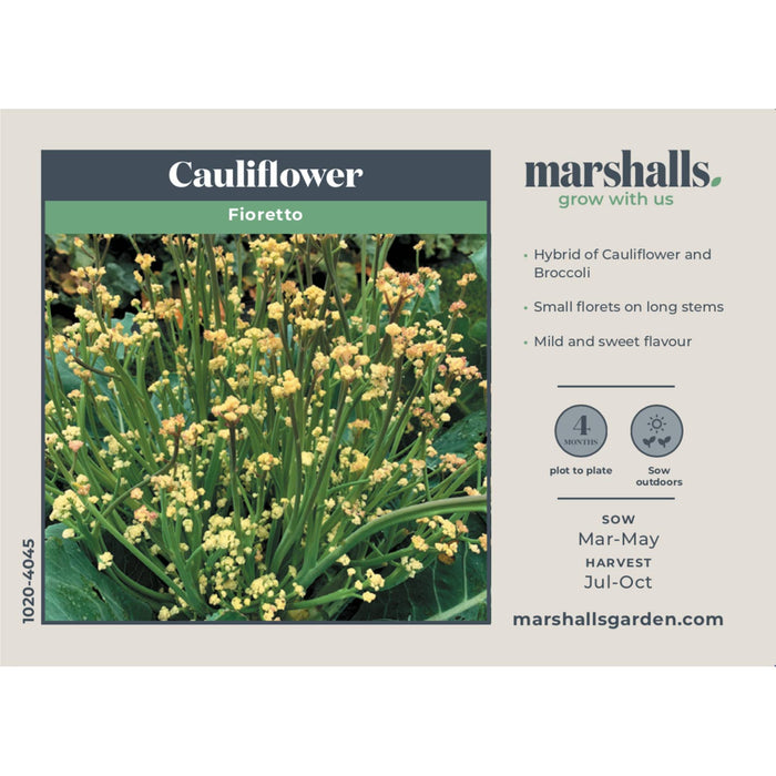Cauliflower Seeds 'Fioretto'