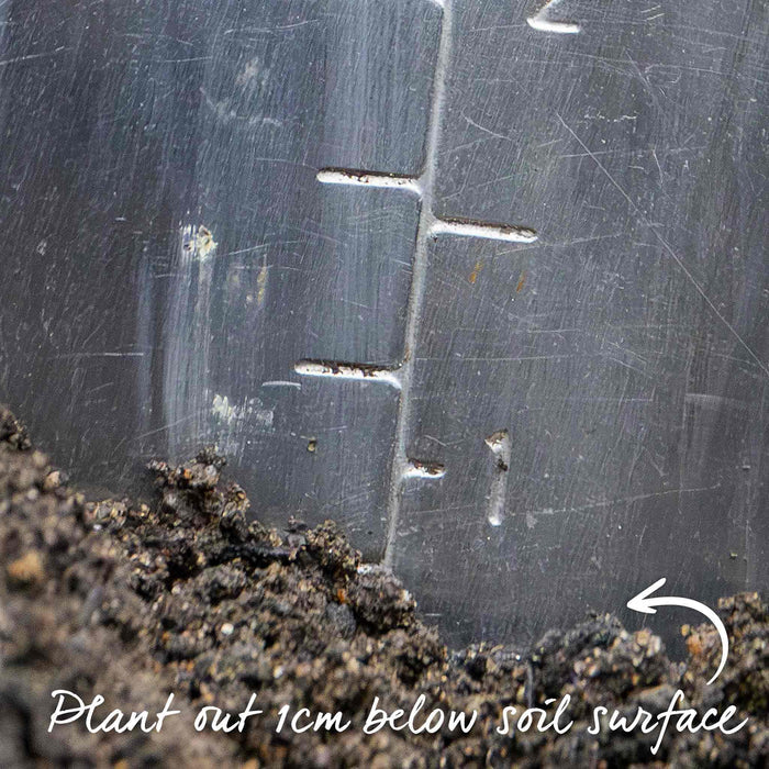Cauliflower Seeds 'Fioretto'