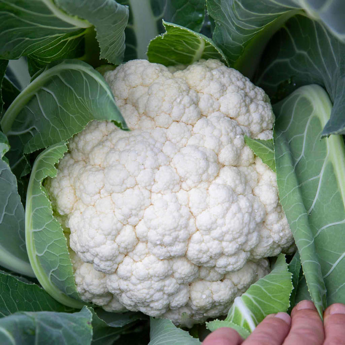 Cauliflower 'Speedstar'