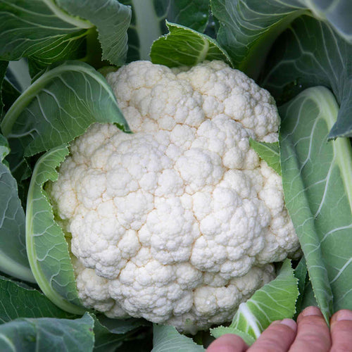 Cauliflower 'Speedstar'