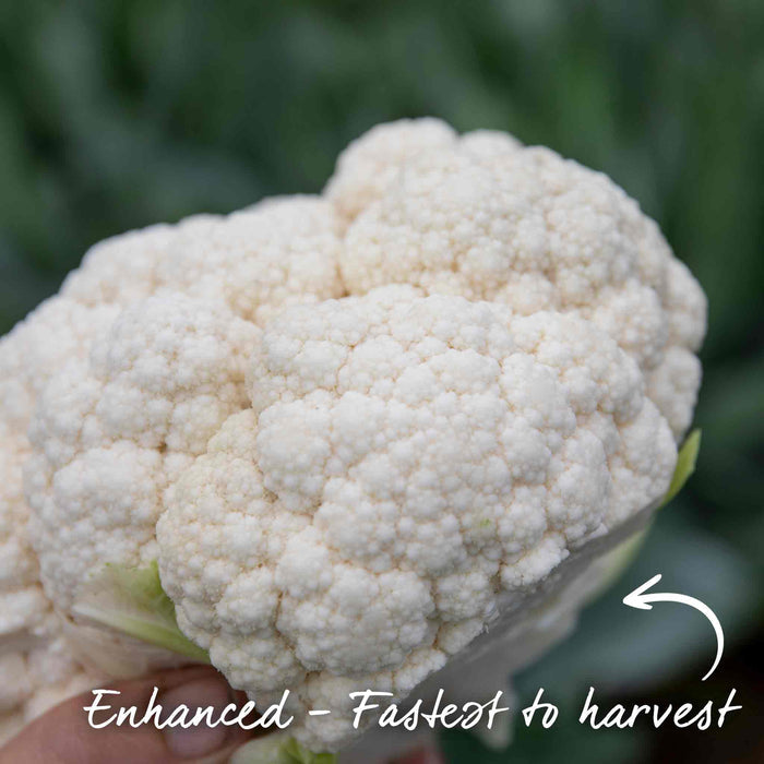 Cauliflower 'Speedstar'