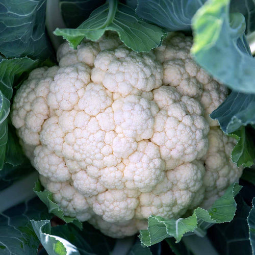 Cauliflower 'White Excel'