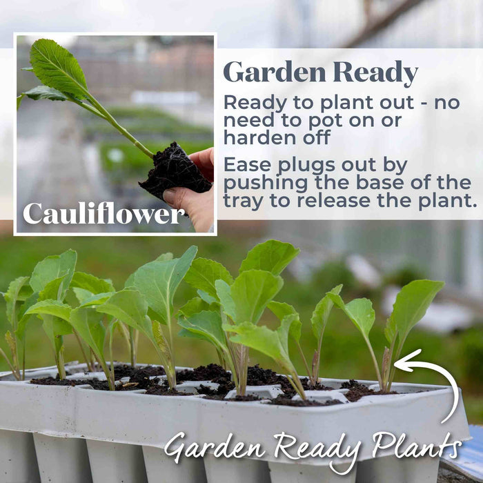 Cauliflower 'White Excel'