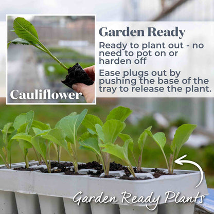 Cauliflower 'White Excel'