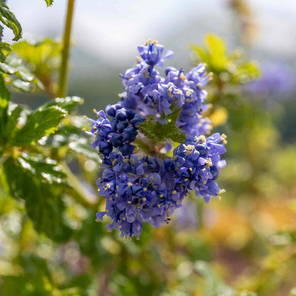 Ceanothus 'Blue Mound'