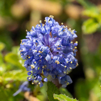 Close-up of Ceanothus 'Victoria' flower sprays against evergreen leaves.