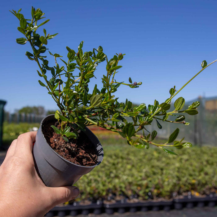 Hand holding a potted ceanothus Victoria plant with a blurred garden nursery background and blue sky.