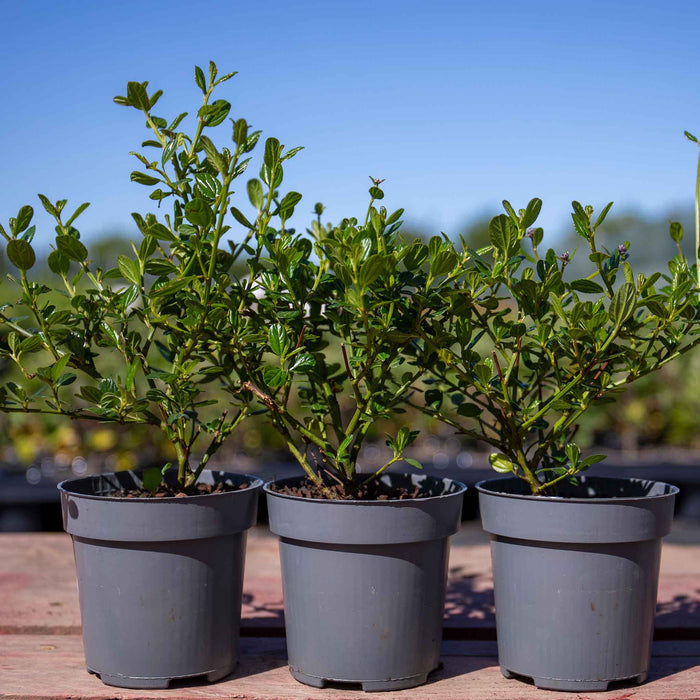 Three potted ceanothus plants on a wooden surface with a blurred outdoor background.