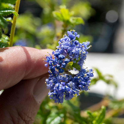 Hand holding a cluster of blue flowers with a blurred natural background.