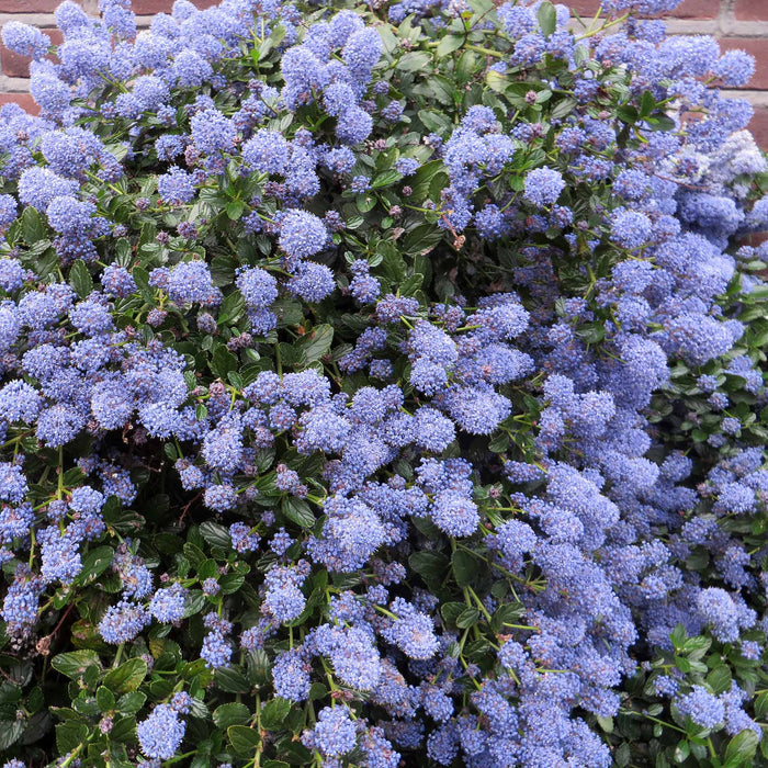 Ceanothus 'Blue Mound'