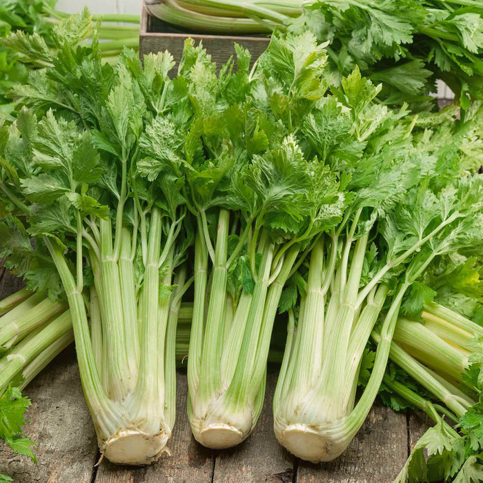 Celery 'Loretta'