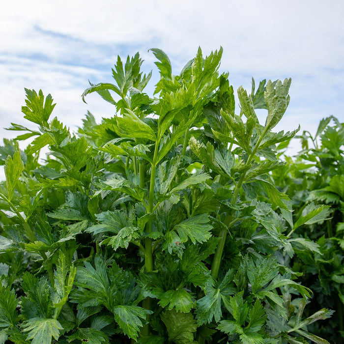 Celery 'Loretta'