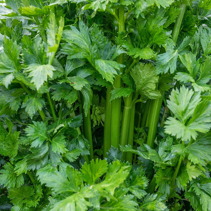 Celery 'Loretta'