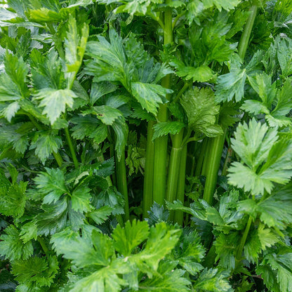 Celery 'Loretta'