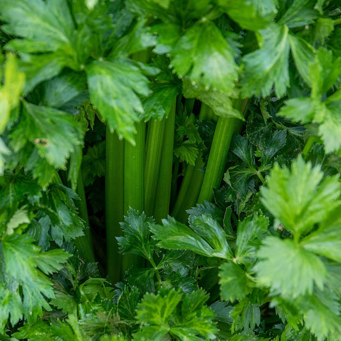 Celery 'Loretta'