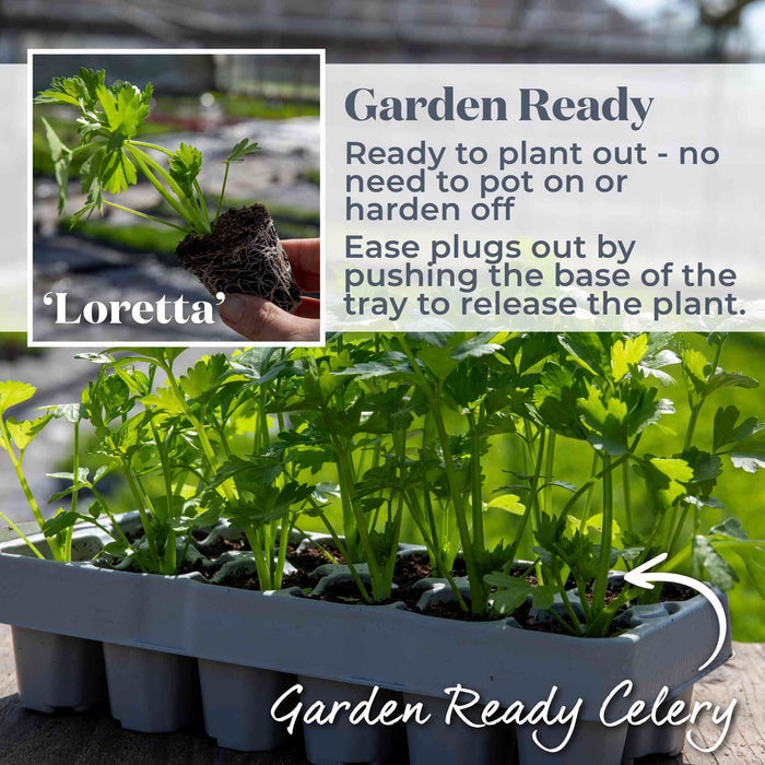 Celery 'Loretta'