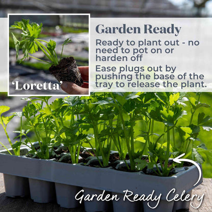 Celery 'Loretta'