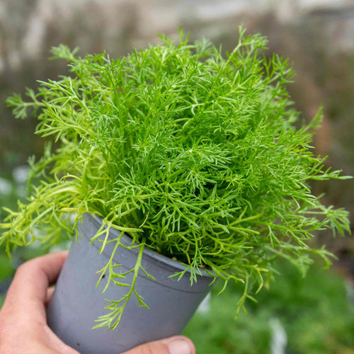 Chamomile 'For Tea Roman'