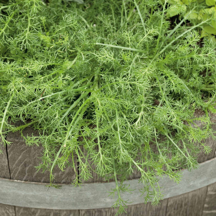 Chamomile 'For Tea Roman'