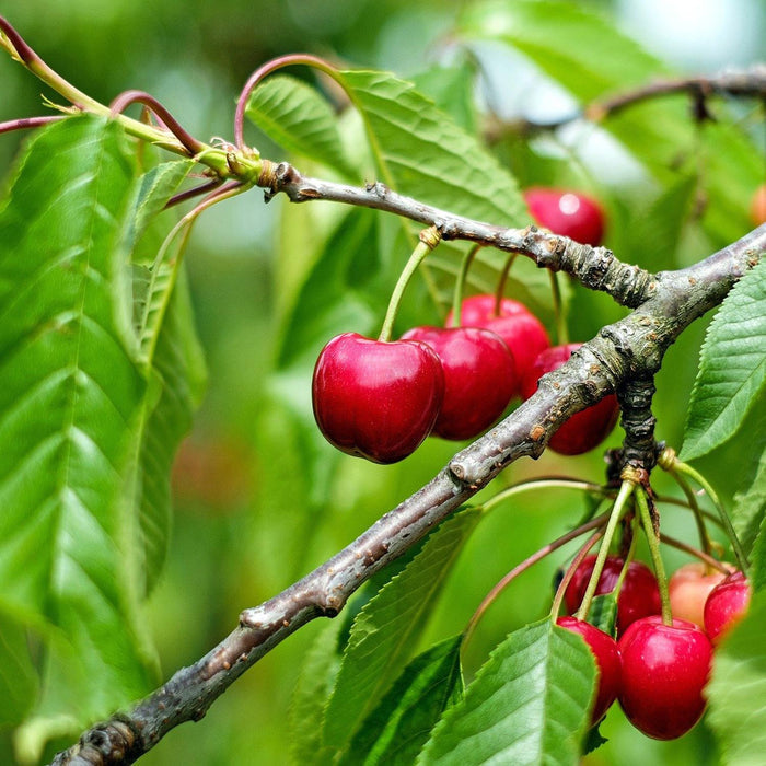 Cherry 'Stella'