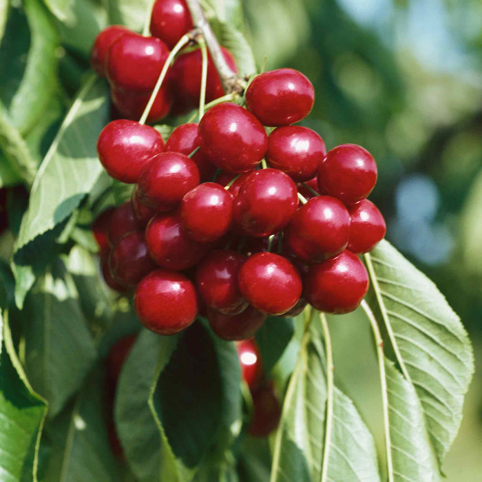 Cherry 'Sunburst'