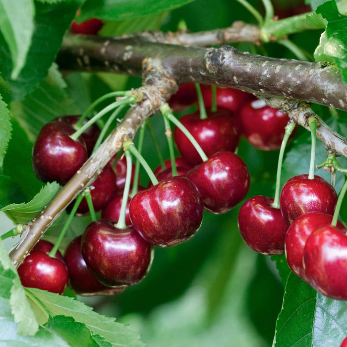A branch of a cherry tree with ripe red cherries visible against a backdrop of green leaves.
