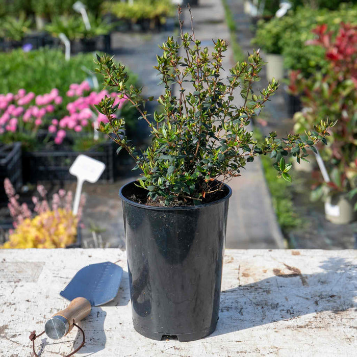Chilean Guava Plant