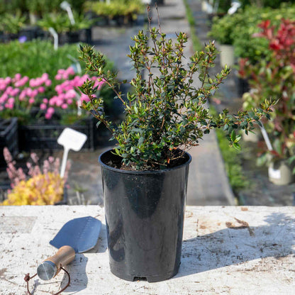 Chilean Guava Plant