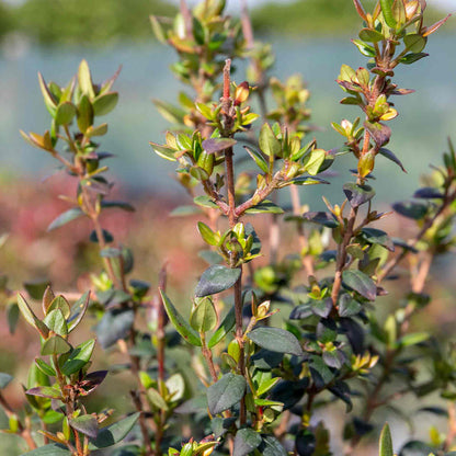 Chilean Guava Plant