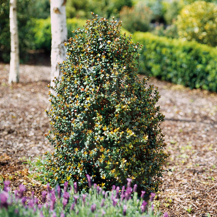 Chilean Guava Plant