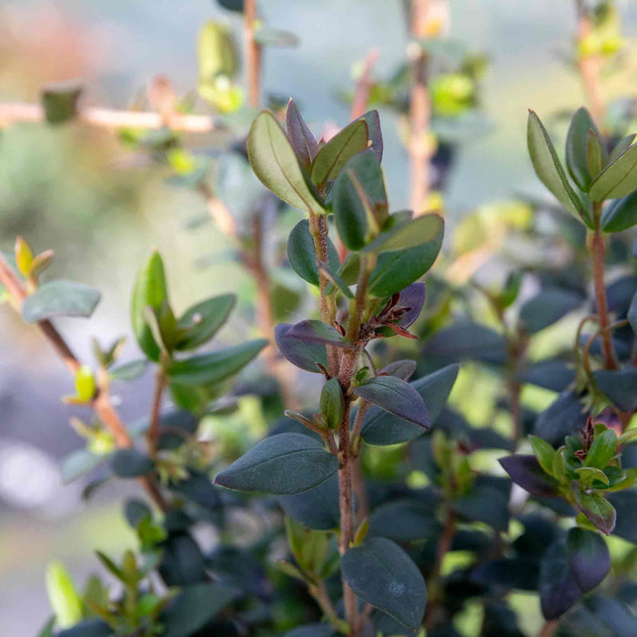 Chilean Guava Plant