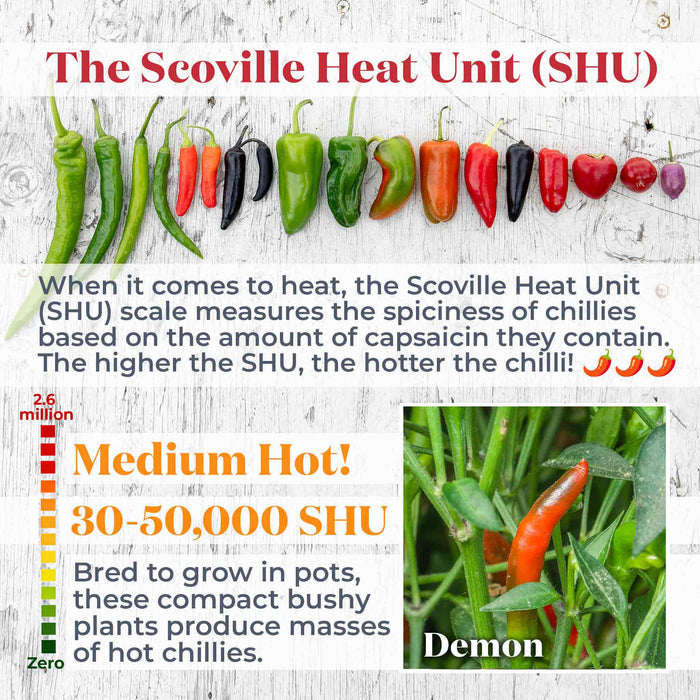 Chilli 'Demon'
