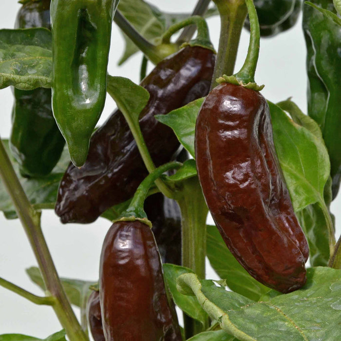 Chilli Flavour Collection 'Hot Mild Smoky'