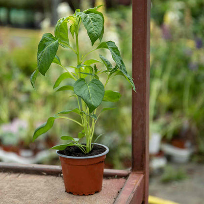 Chilli Plant 'Red Drop'